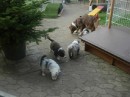Auslauf_3 * 480 x 359 * (22KB)