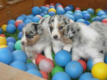 in der Ballkiste