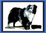 black merle