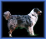 blue merle