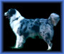 blue silver