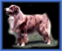 red merle