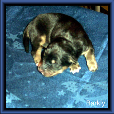 Barkly 470 gr