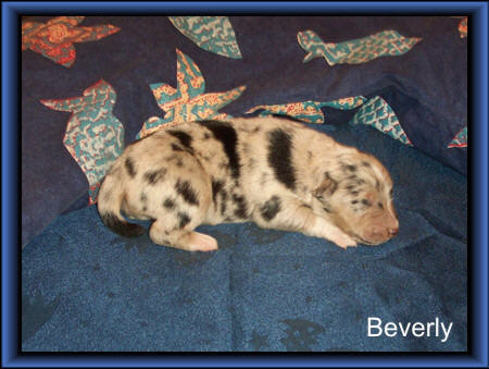 Beverly 440 gr