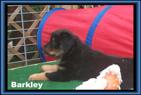 Barkley
