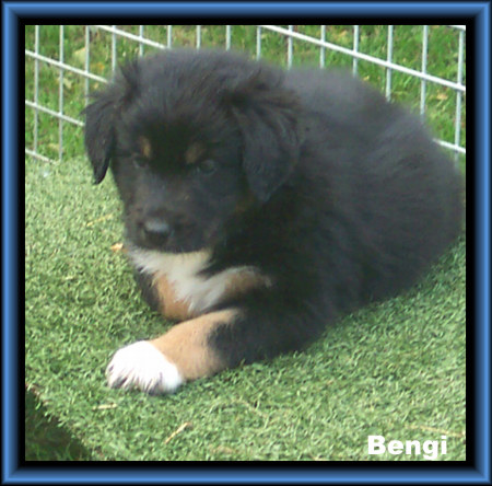 Bengi
