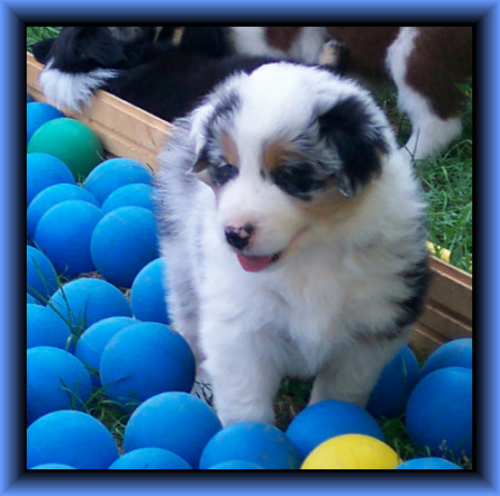 Clyde