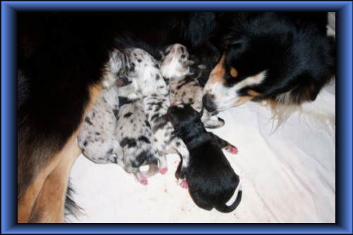Carry und Puppies