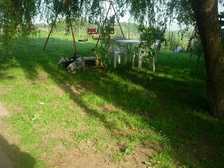Pippirunde