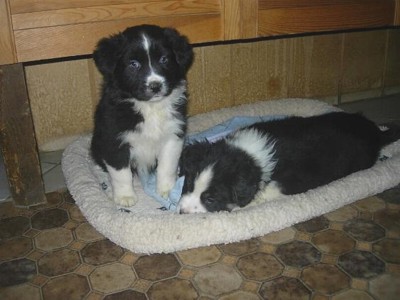 Pix & Paco