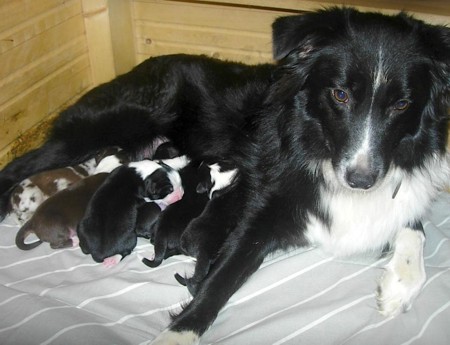 Pixi mit ihren Welpen