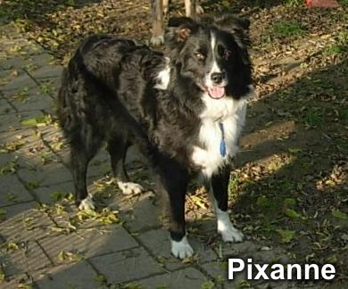 Pixanne