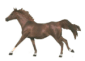 Pferd